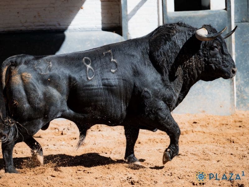 Sorteados los toros del Puerto de San Lorenzo y La Ventana del Puerto para esta tarde en Madrid