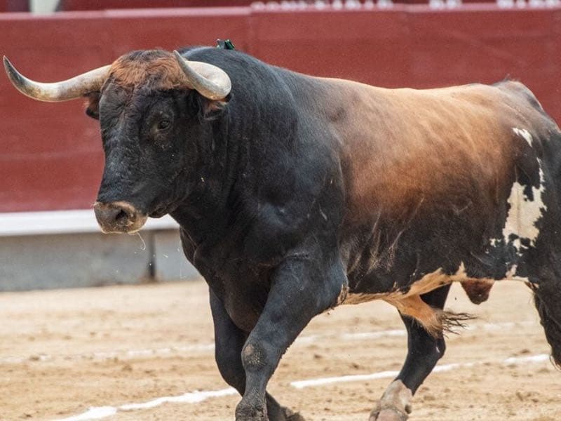 La legendaria ganadería de Miura regresa a Vic-Fezensac 42 años después